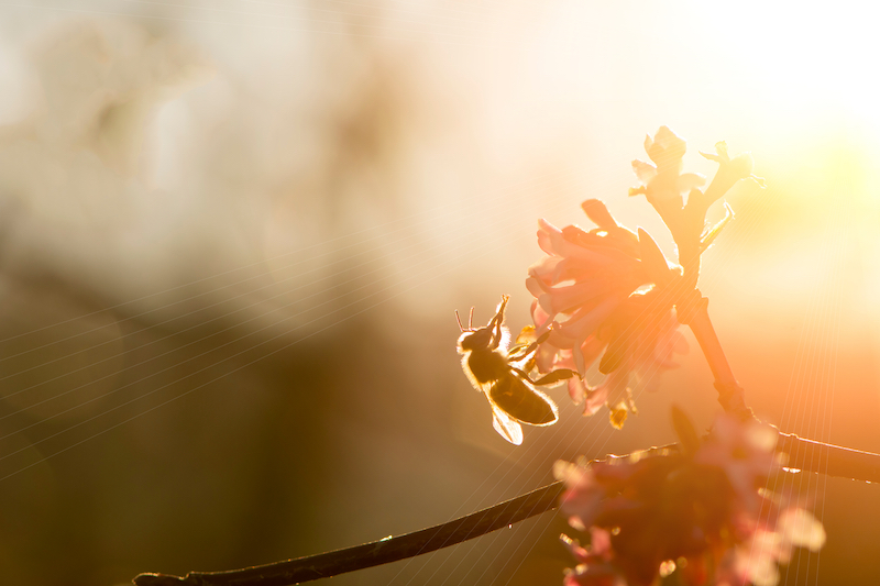 Biene auf Blume vor Sonnenuntergang